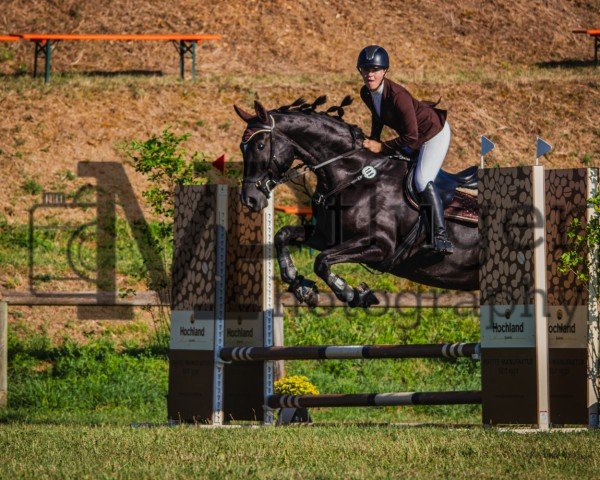 broodmare Esperanza TH (Hanoverian, 2015, from Embassy I)
