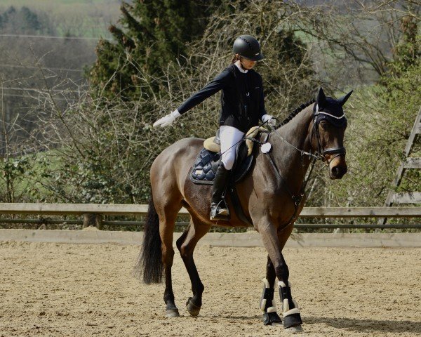 Springpferd Deauville DH (Zangersheide Reitpferd, 2014, von Donckervoort Dh)