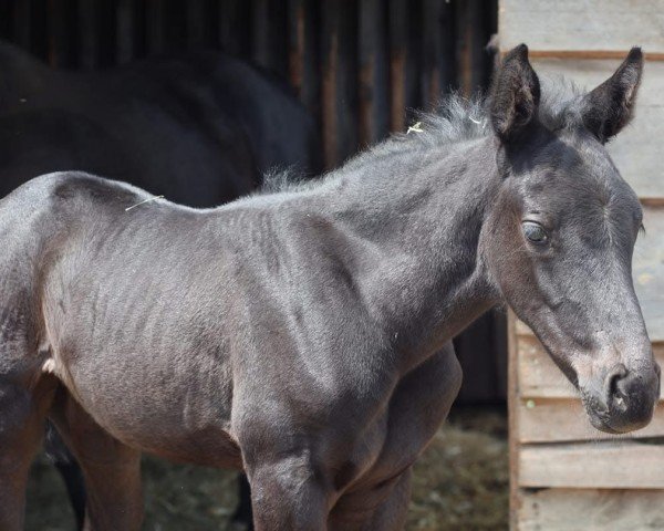 jumper Amazing Grace (Westphalian, 2021, from Air King)