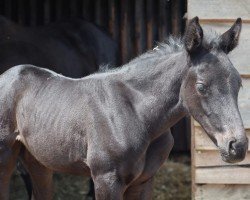 jumper Amazing Grace (Westphalian, 2021, from Air King)