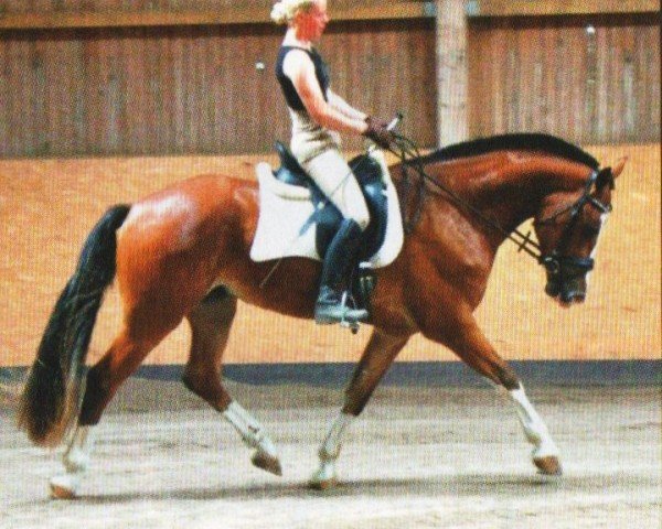 horse Himbo (Freiberger, 2008, from Helix)