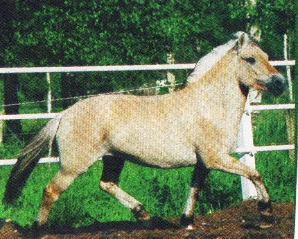 horse Klosterhofs Kimberly (Fjord Horse, 2002, from Jon Halsnæs)