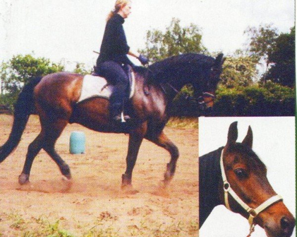 horse Haakon 17 (Trakehner, 1997, from Adamello)