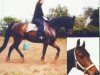 horse Haakon 17 (Trakehner, 1997, from Adamello)