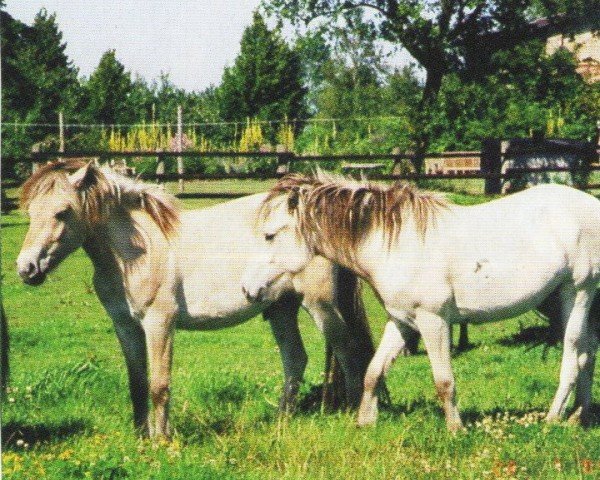 horse Leo (Fjord Horse, 2002, from Solbjør Borken)