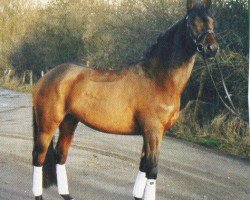 Pferd Fly (Trakehner, 2001, von Feingeist)