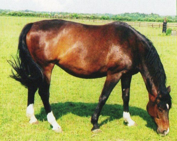 horse Anna Karenina (Trakehner, 1992, from Kennedy)