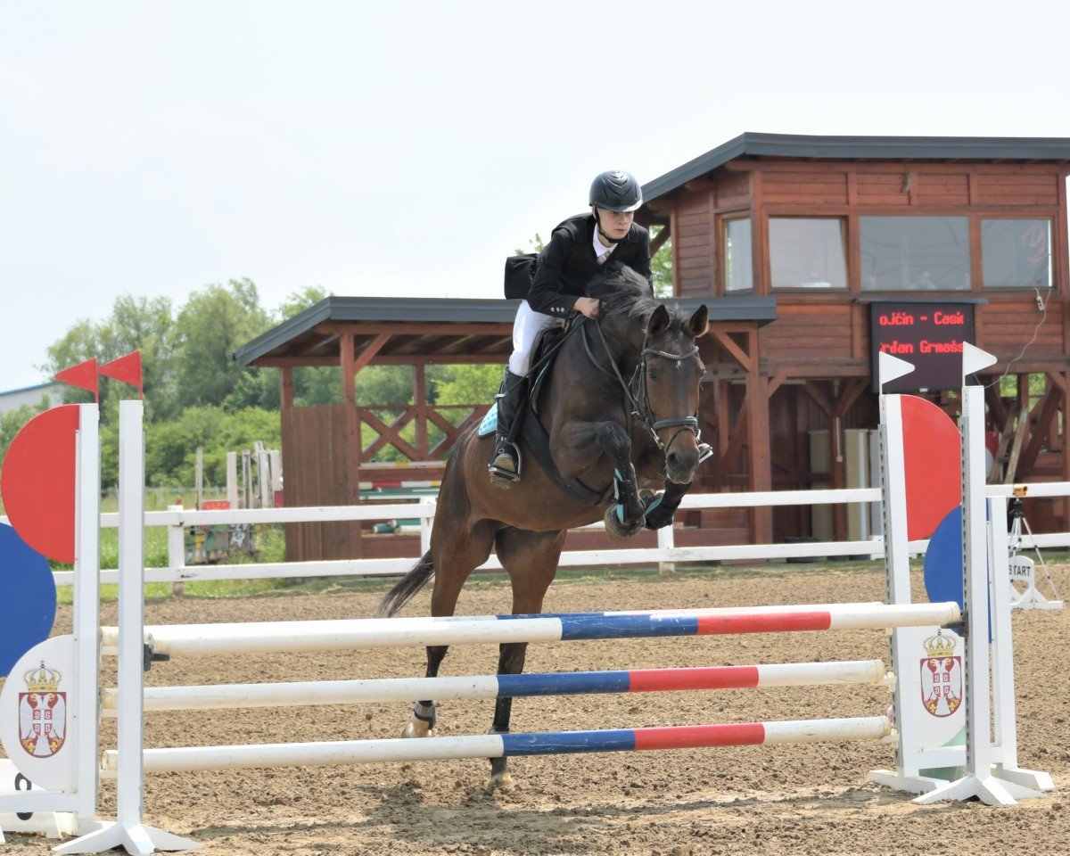 Zuchtstute Delaleen (KWPN (Niederländisches Warmblut), 2008, von Tjungske)