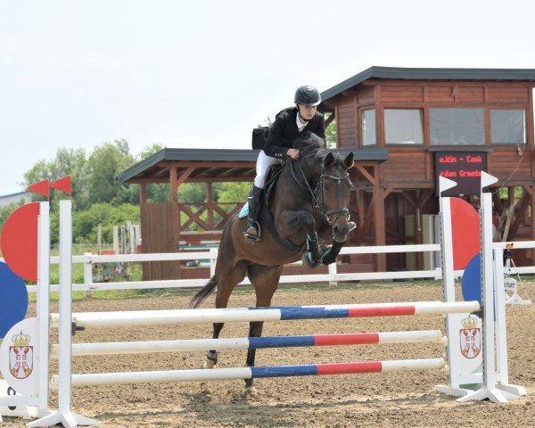 broodmare Delaleen (KWPN (Royal Dutch Sporthorse), 2008, from Tjungske)