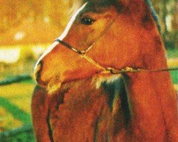 horse Horus (Arabian, 2004, from El Afas ox)