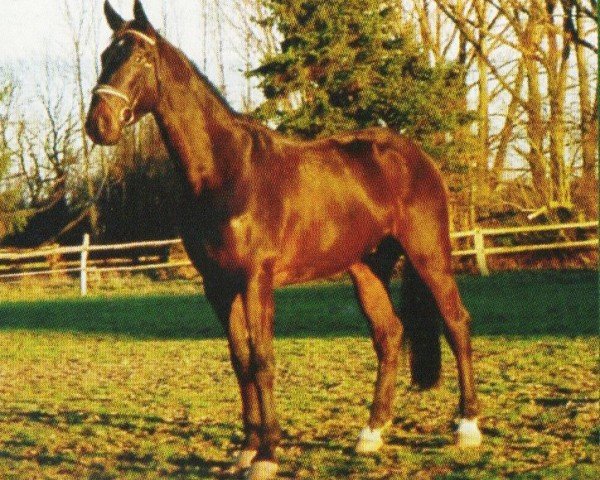 horse Little Lord of Liberty (Hanoverian, 2000, from Longchamp)