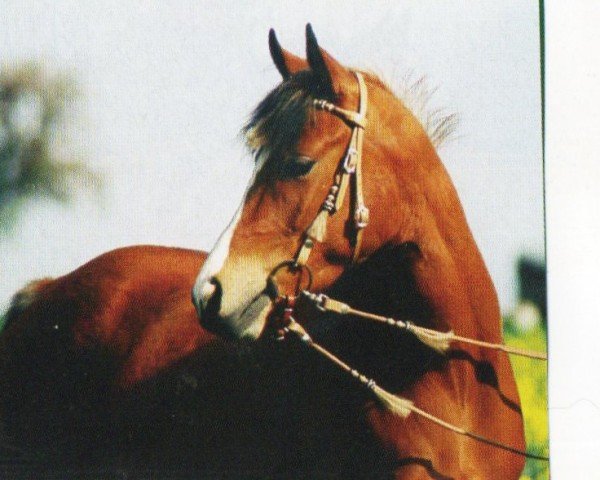 horse Sugar (Arabian, 2001, from Nowie)