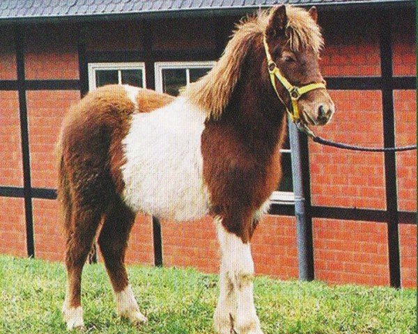 Pferd Rubin v. Hirschberg (Islandpferd, 2004, von Pipar von Roetgen)