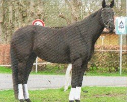 dressage horse Brave Girl (Oldenburg, 2007, from Sungold 2)