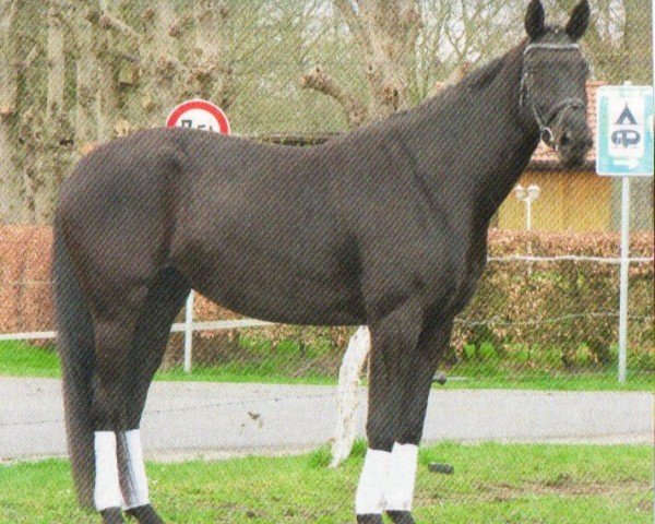 Dressurpferd Brave Girl (Oldenburger, 2007, von Sungold 2)
