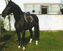 Pferd Lennox (Schweres Warmblut, 2008, von Evento)