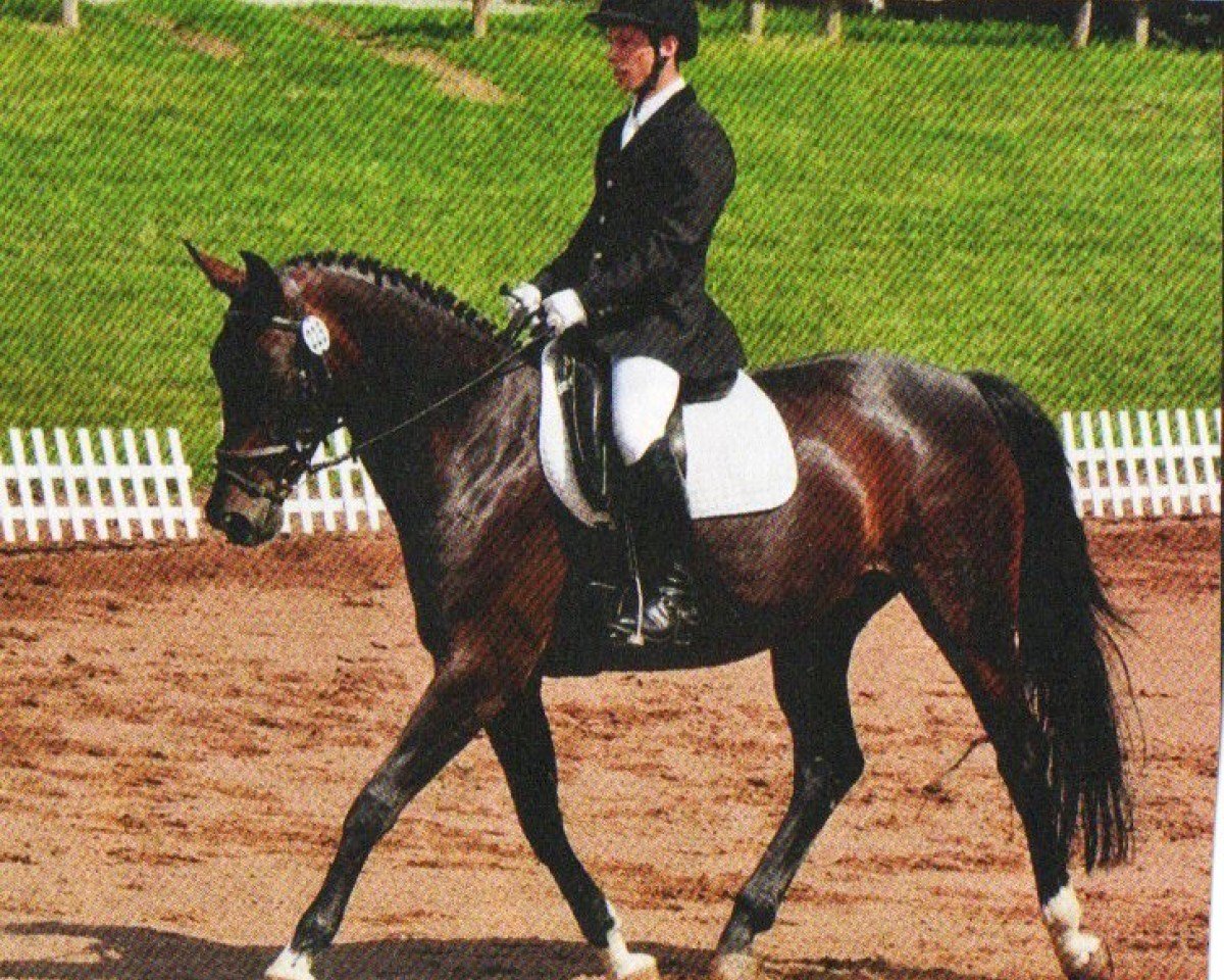 broodmare Mona Jackson (Sachse, 2001, from Dr. Jackson D)
