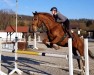 Springpferd Red Flame 2 (Hannoveraner, 2012, von Katanga AA)