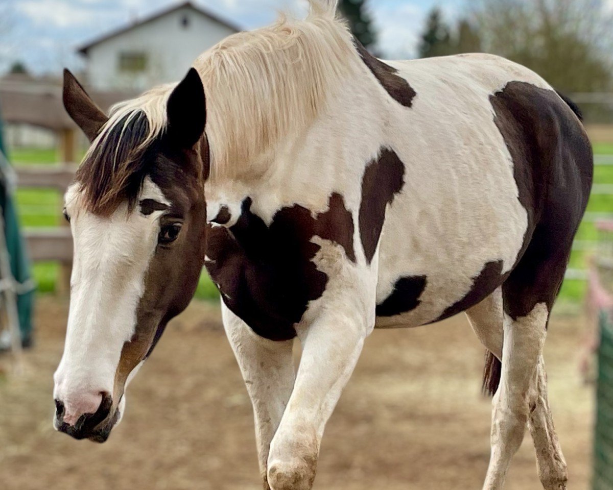 horse Indira the Icefire A (anglo european sporthorse, 2022, from Insider A)