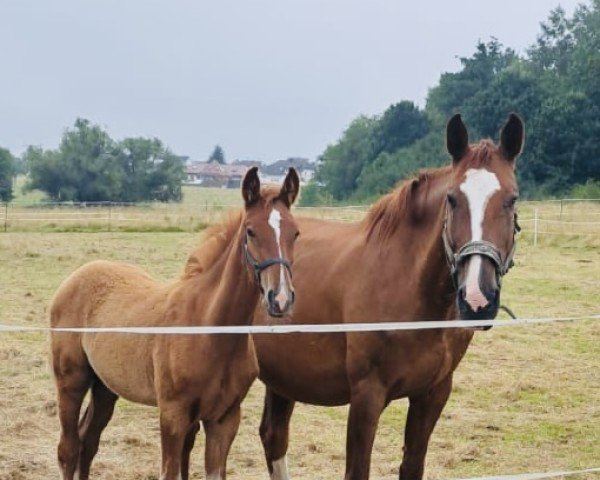 Springpferd Cornetino SH (Oldenburger Springpferd, 2022, von Chamberland)