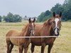 jumper Cornetino SH (Oldenburg show jumper, 2022, from Chamberland)