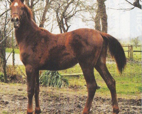 horse Ali Pascha (Arabian, 2008, from Amar El Pascha ox)