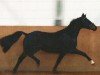 dressage horse Herzensbrecher in Love (Hanoverian, 2007, from Herzensdieb)