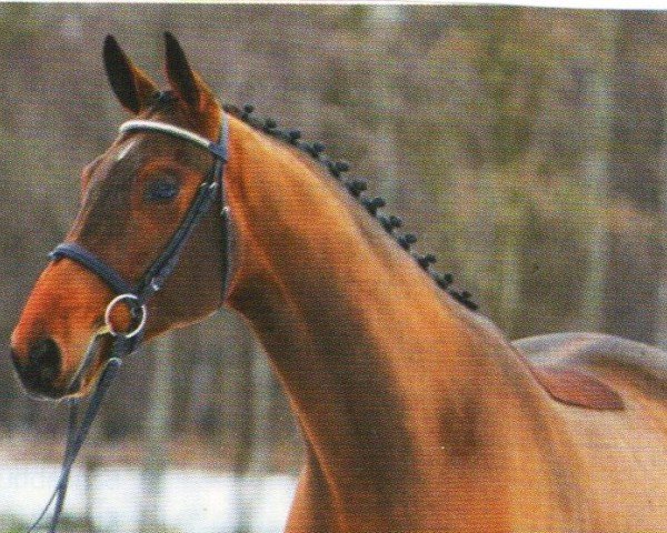 horse Lord Major (Mecklenburg, 2006, from Landrover)