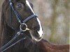 broodmare Polyfee K (Westphalian, 1999, from Pontifex)