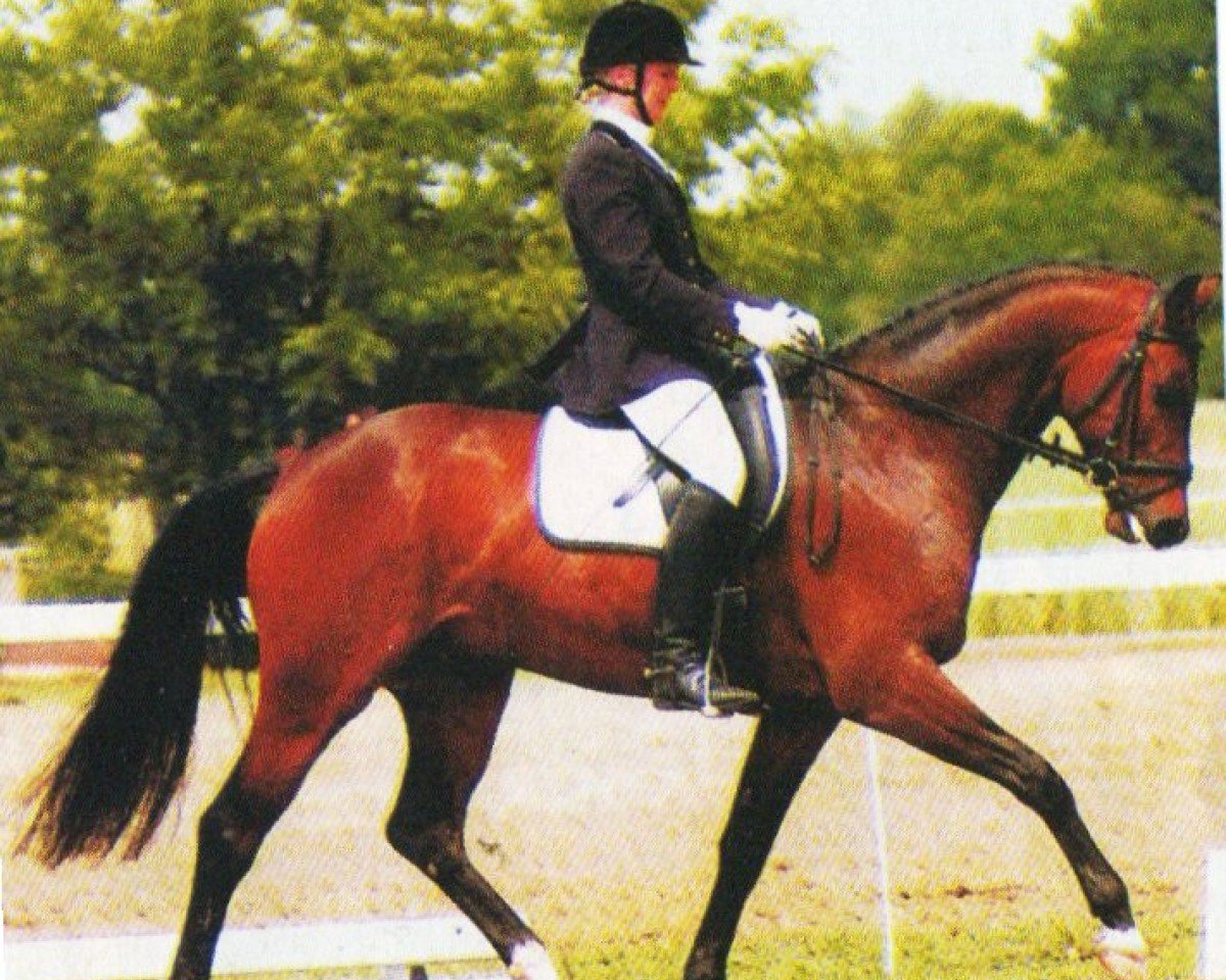 dressage horse Deik (Oldenburg, 2001, from Dormello)
