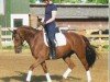 dressage horse Fiona 540 (Oldenburg, 2009, from Rosario 37)
