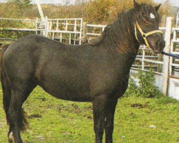 horse Darvalon Merlin (Welsh-Cob (Sek. C), 2002, from Cefn Lyn)