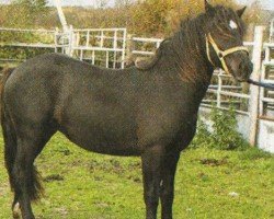 horse Darvalon Merlin (Welsh-Cob (Sek. C), 2002, from Cefn Lyn)