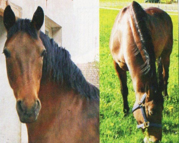 horse Emperio (Paso Fino, 1988, from Contra-Sucesor)