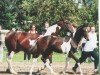Pferd Slatico (Deutsches Reitpferd, 2004, von Slater)