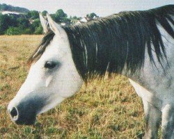 horse Shamal (Arabian, 2000, from Afuk 1985 ox)