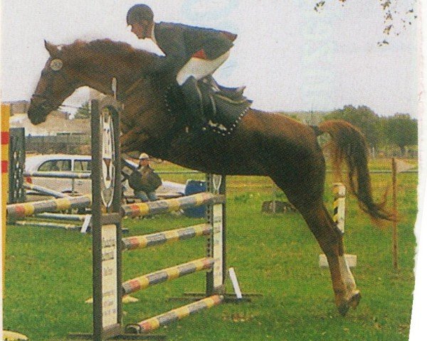 horse Rachel (Brandenburg, 2001, from Ramiro's Match)