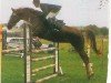 Pferd Rachel (Brandenburger, 2001, von Ramiro's Match)
