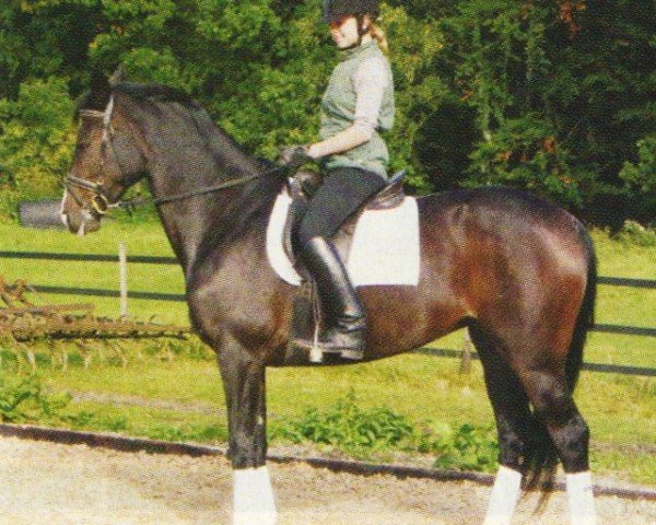 jumper Ria Chanel (Holsteiner, 2001, from Dream of Glory)