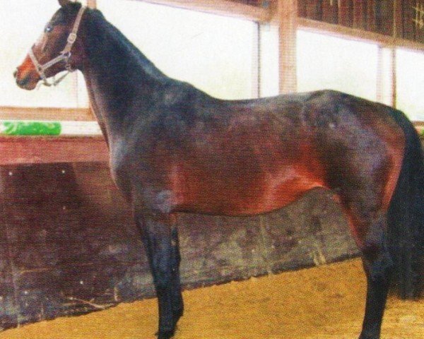 Pferd Goldie (Trakehner, 1998, von Humanus)