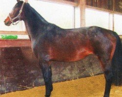 horse Goldie (Trakehner, 1998, from Humanus)