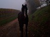 dressage horse Mario 137 (German Riding Pony, 2016, from Miraculix)