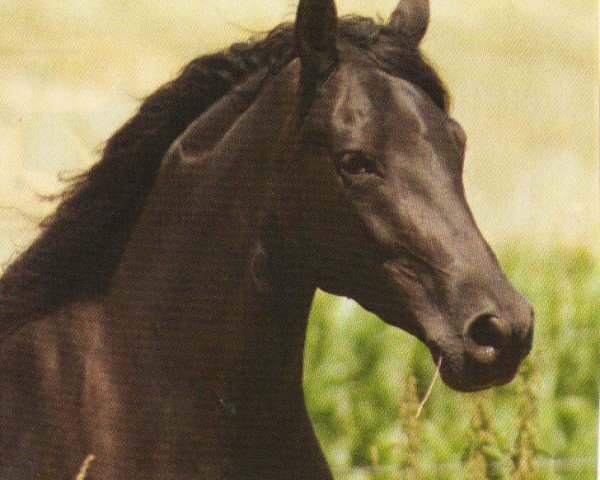 Pferd Jolanda (Pura Raza Espanola (PRE), 2000, von Mexicano II)