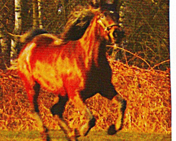 Pferd Jelsomina (Pura Raza Espanola (PRE), 2001, von Mexicano II)