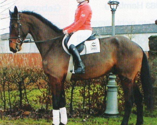 jumper American Dream 20 (German Warmblood, 2004, from American Pie)