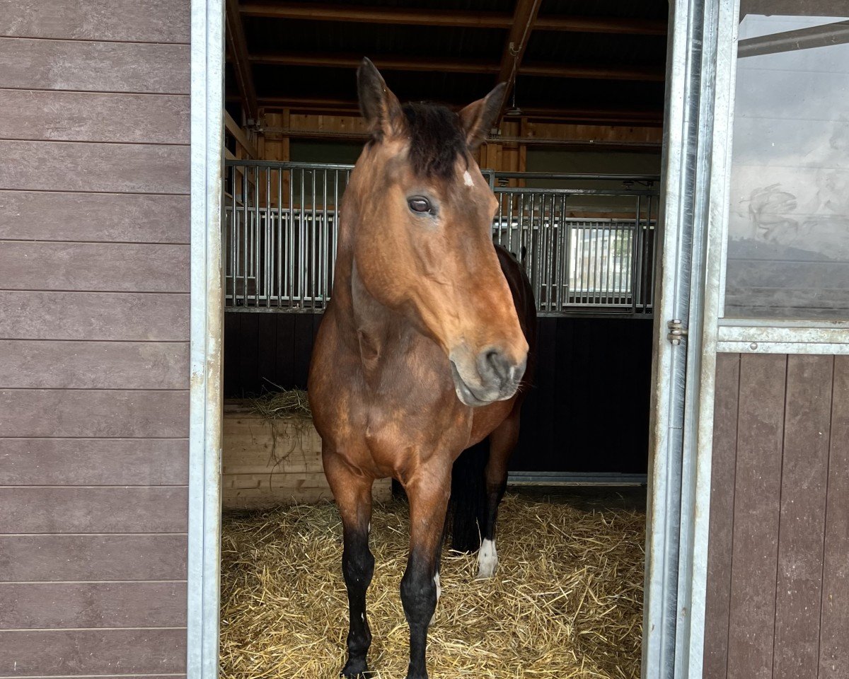 broodmare Colessa (Oldenburg, 2007, from Colander)