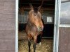 broodmare Colessa (Oldenburg, 2007, from Colander)
