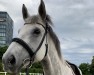 Springpferd Miss Sally (Irish Sport Horse, 2011, von Unbekannt IR)
