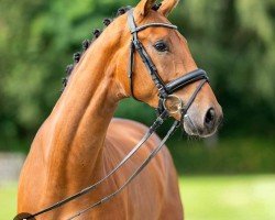 dressage horse Salino 80 (Westphalian, 2018, from Sir Heinrich)