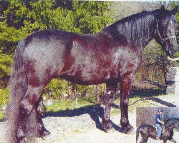 horse Orfeo (Pinto, 2000, from Niko II)